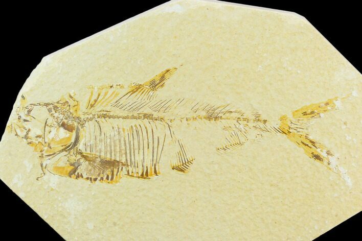 Bargain, Fossil Fish (Diplomystus) - Green River Formation #119974